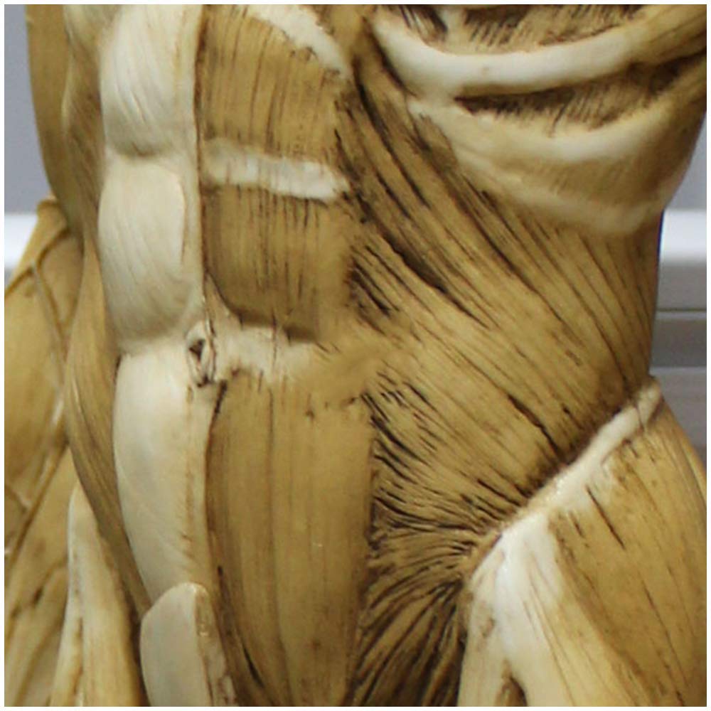 Figure d'anatomie Masculine - Modèle Anatomique de Squelette d'os de Muscle de Corps Humain de 23 Pouces - Modèle de Peinture Anatomique de Squelette Humain pour l'étude de Dessin d'artiste