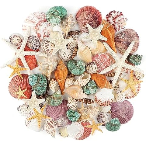 Coquillages Mixtes Jangostor Cover