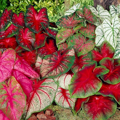 Garden State Bulb Mixed Caladium Bulbs Bare Roots Spring Planting (Bag of 20)