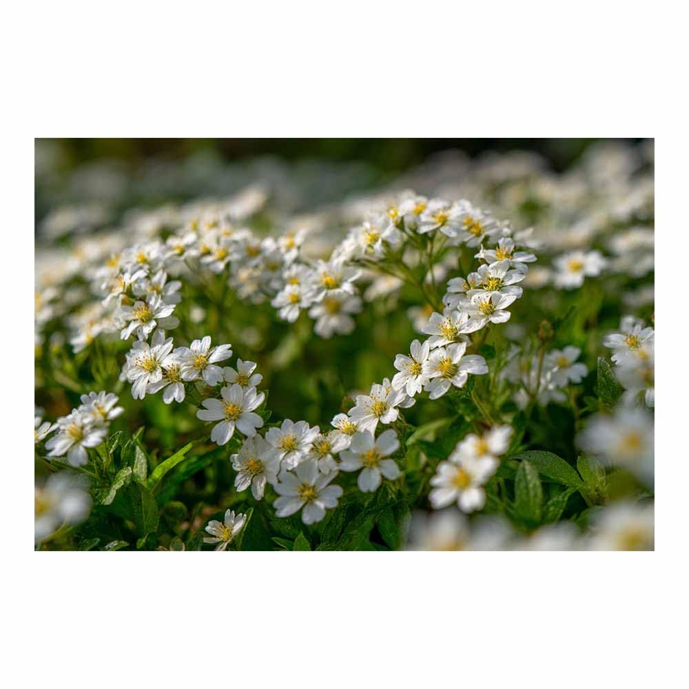 ZAMAEIU Nature Landscape Canvas Wall Art Clustered flowers posters picture, Modern Wall Decor, for Bedroom, Office, Living Room, Corridor, classroom(white)-30x50cm Unframed
