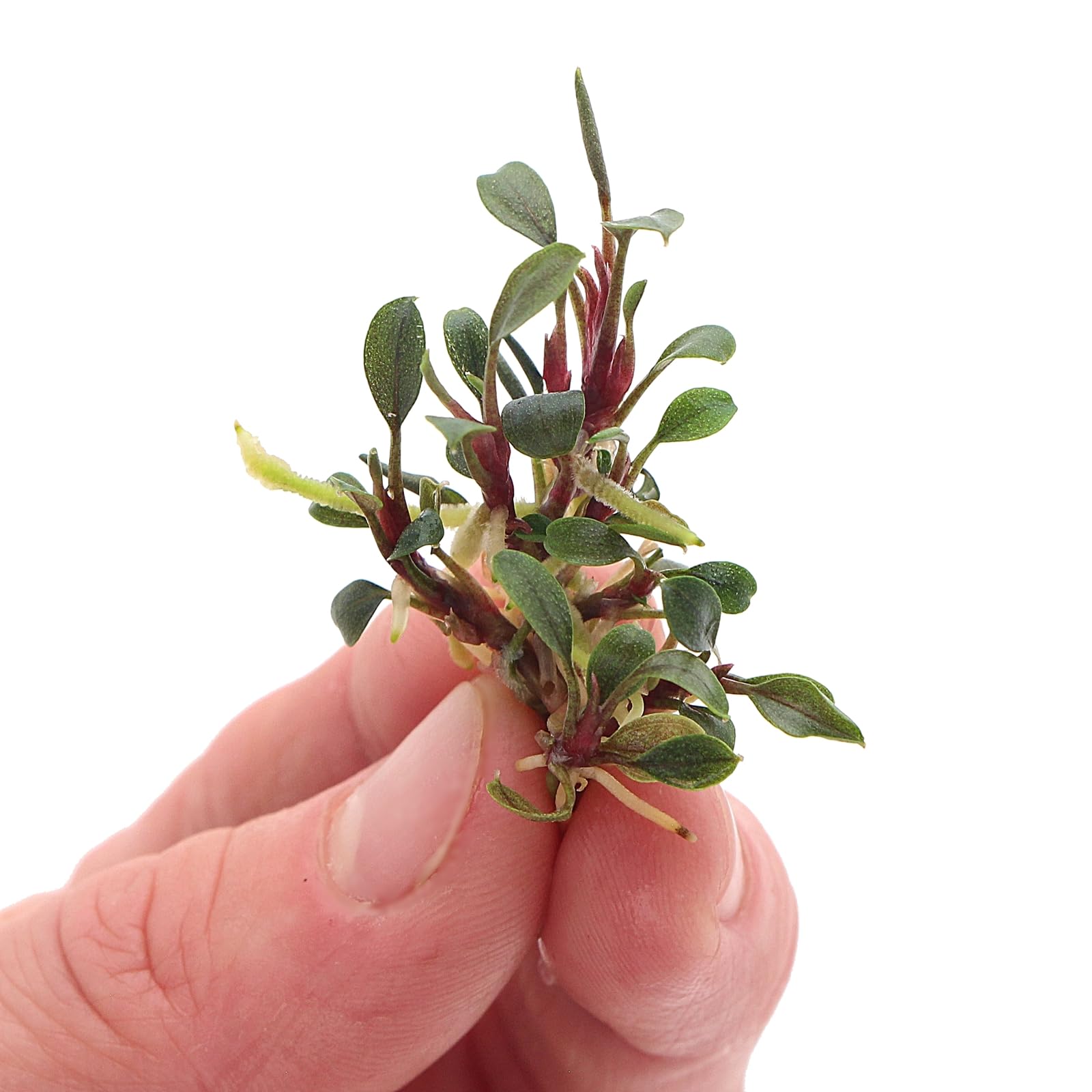K2AQUA Bucephalandra Sekadau Bukit Betung Live Aquarium Plants Small Wavy Iridescent Leaves Easy Care Low Light Epiphyte Foreground Midground Shrimp Safe Freshwater Tropical Tank