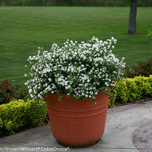 4.5 In. Qt. Yuki Snowflake (Deutzia) Live Shrub, White Flowers #TOP4