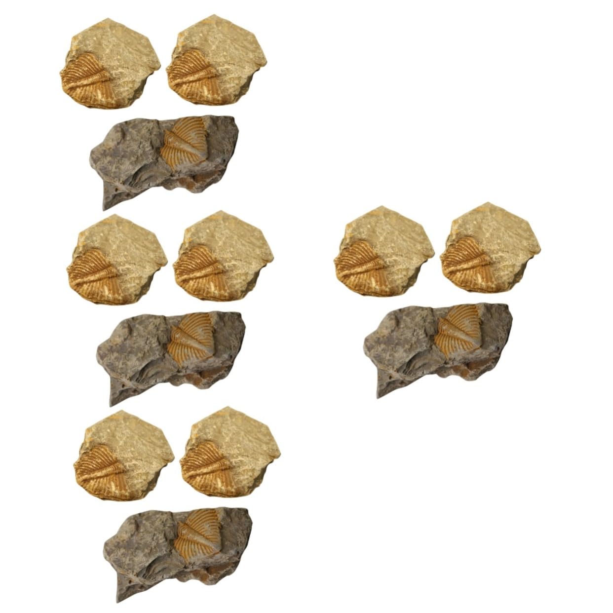 12piezas Kit De Fósiles De Trilobite Para Coleccionistas Herramienta Educativa De Rocas Prehistóricas Para Decoración Del Hogar