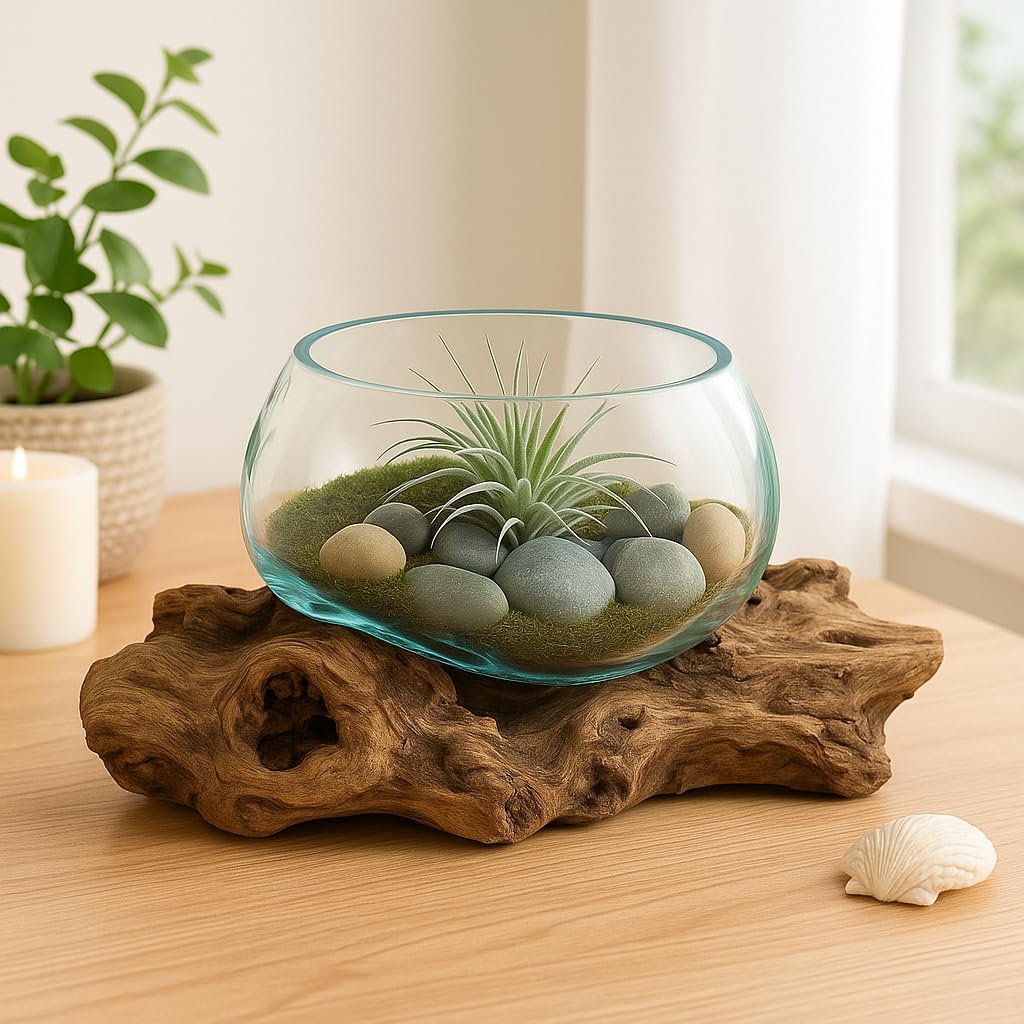 OMA Hand Blown Molten Glass Bowl on Driftwood – Unique Vase, Planter, Terrarium or Candle Holder – Eco-Friendly Recycled Glass & Natural Wood Centerpiece and Artisan Gift - Large Size