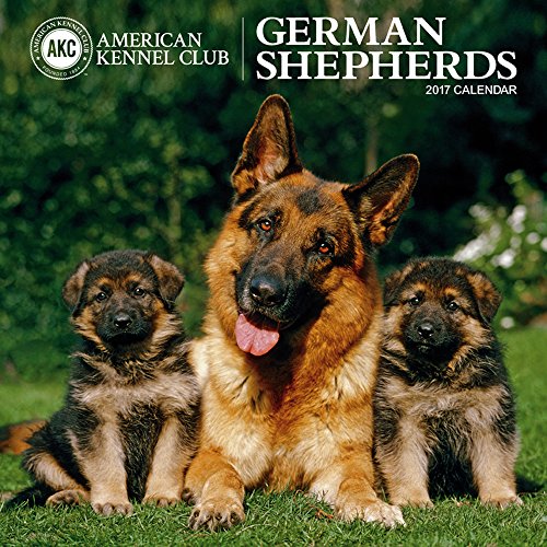 American Kennel Club German Shepherds 2017 Wall Calendar
