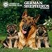 American Kennel Club German Shepherds 2017 Wall Calendar