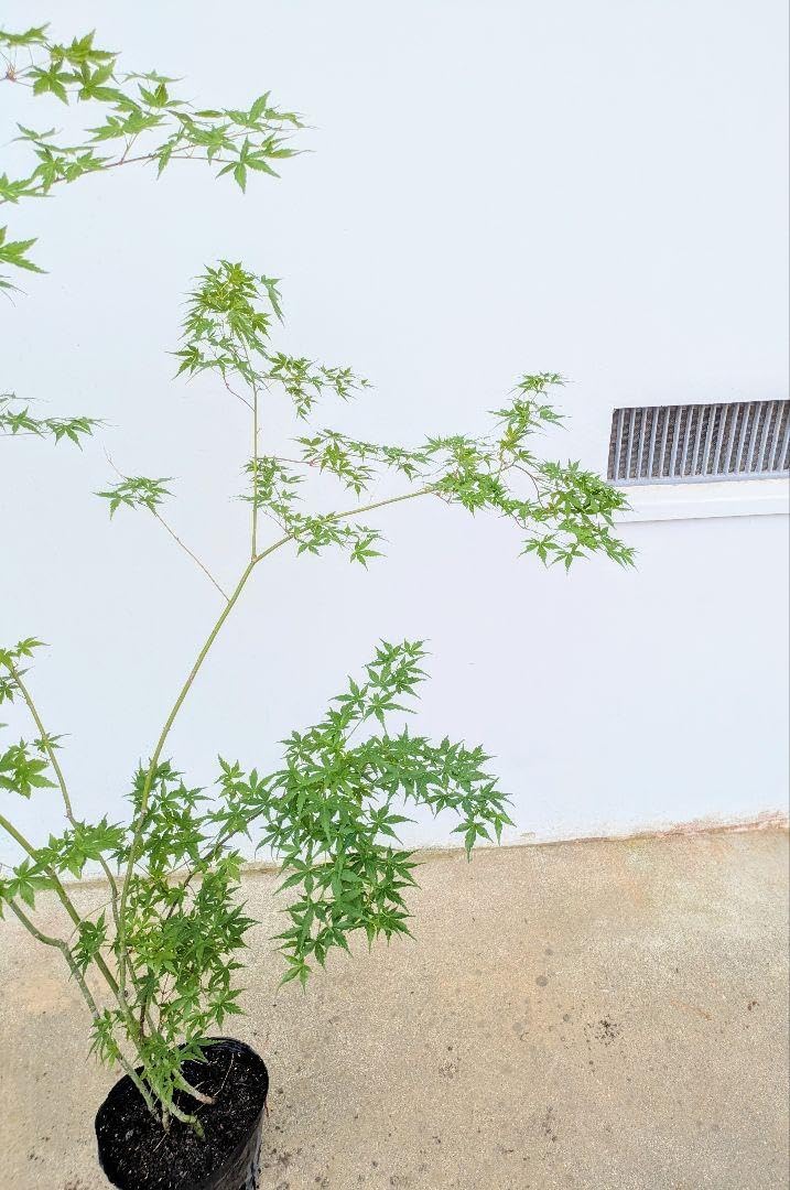 60 山採り　ヤマモミジ 60 山採り ヤマモミジ