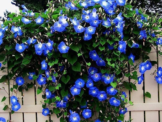 Blue Morning Glory - Semillas de vid trepadoras para plantar  Hermosa vid floreciente (500 semillas)