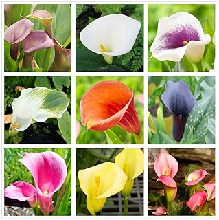 Calla Lily Mix（100+）Seeds Flowers Easy to Grow Planting for Outdoor Indoor Home Bonsai