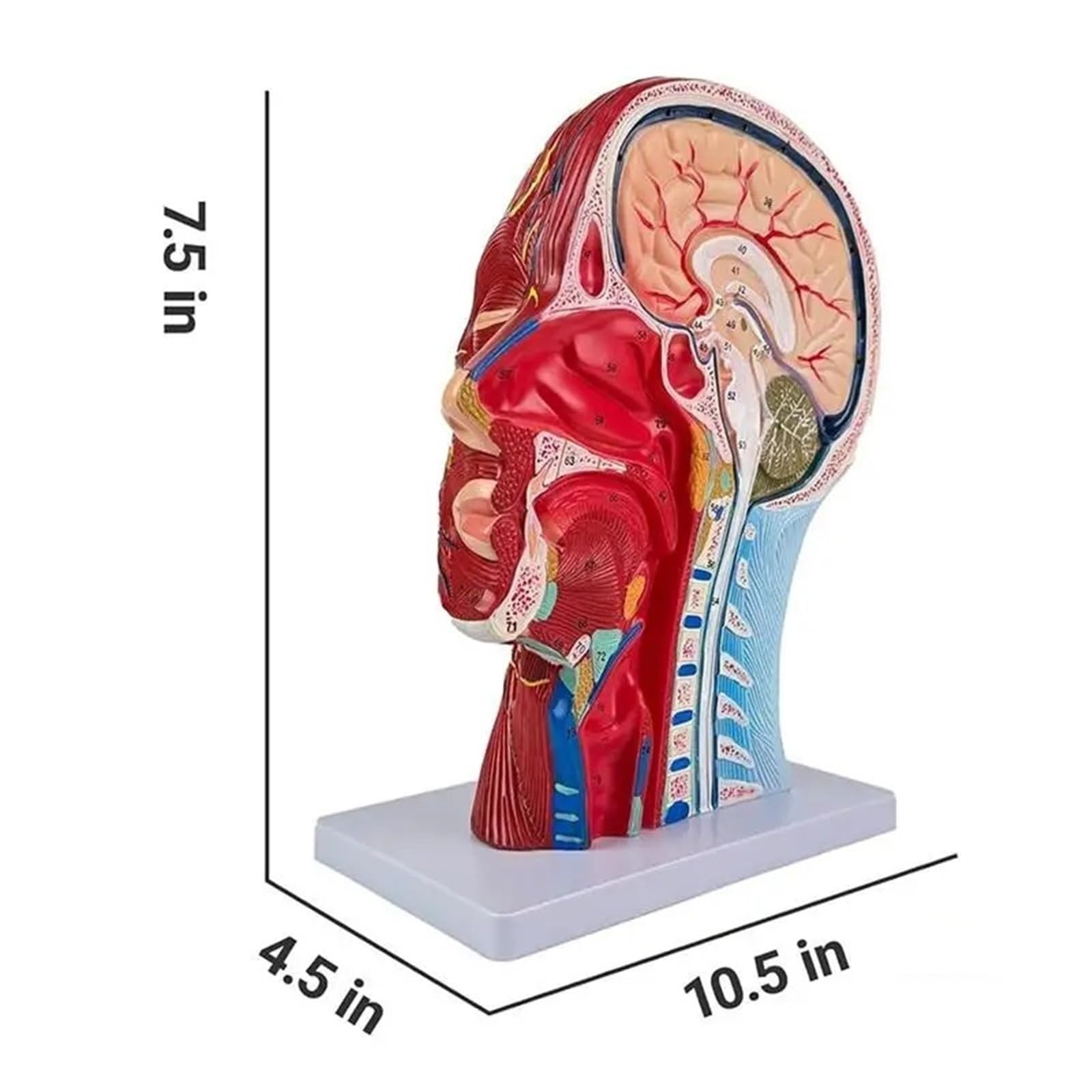 Modèle anatomique de tête et de cou humains en taille réelle - 81 parties neurovasculaires et musculaires étiquetées pour le cabinet médical