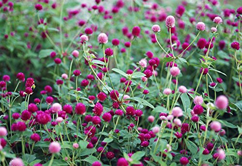 Flores secas Gomphrena globosa 4 OZ Pack de 2 miniatura 3