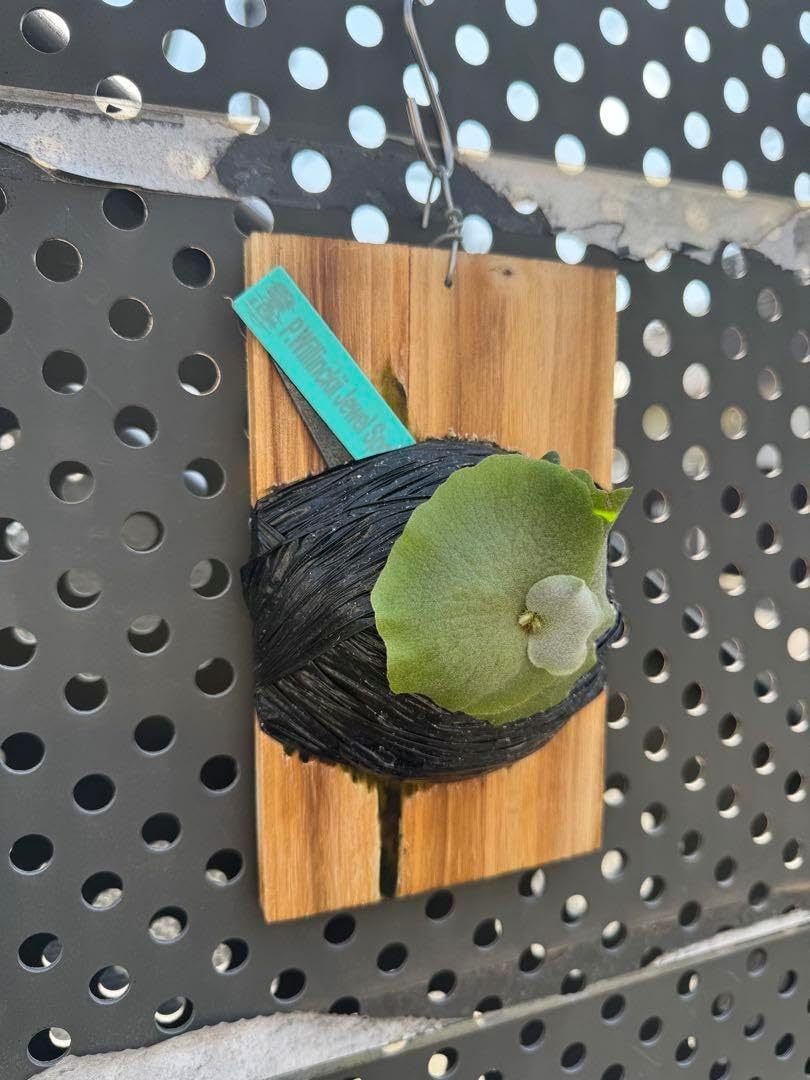 楓ハードメイプル 縮杢黒漆染め ミニ食蘢 香合 小物入れ 楓斑杢 黒漆染