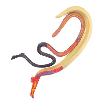 Zerodeko Educational Schistosoma Model Detachable Anatomy Teaching Aid for Biology Study Classroom Use Highly Accurate Animal Cognitive Prop for Display Research