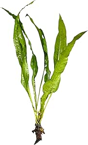 Amazon.com: One (1) Java Fern Live Aquarium Plant for Freshwater Fish ...