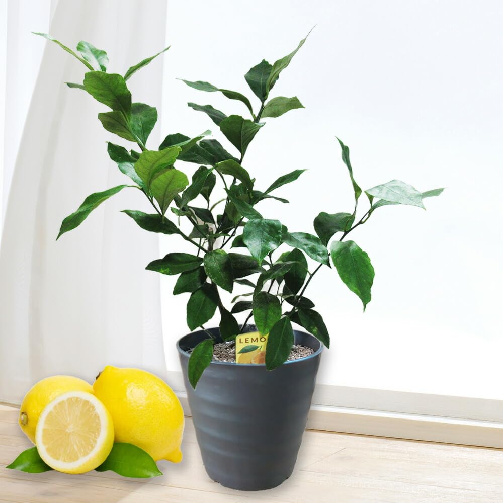 Amazon.co.jp: 【 植え替え不要 】選べる鉢色 レモン21 挿木苗