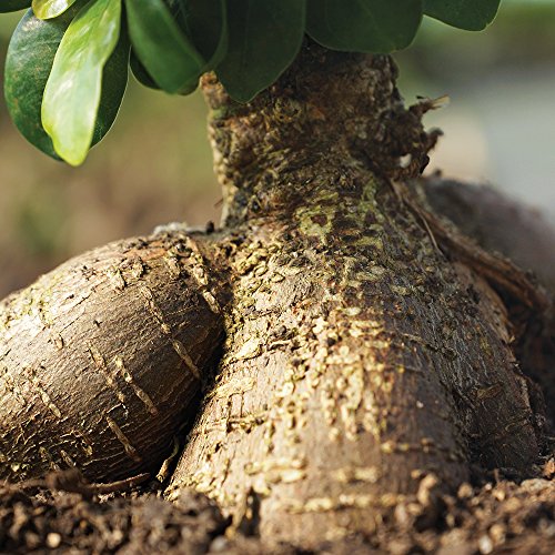 Brussel's Bonsai Live Ginseng Grafted Ficus Indoor Bonsai Tree - Small, 4 Years, 6 to 8 In - Live Bonsai Tree in Ceramic Bonsai Pot and H...