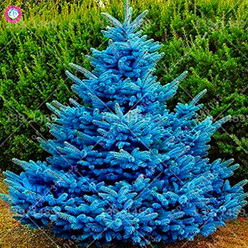 Shopmeeko SEEDS: 50pcs selten gemischte Blaufichte Bonsai-Baum im Freien  Stauden Topfpflanzen fr zu Hause Garten Pflanzung blau Fichte Baum zu  pflanzen : Amazon.de: Garten