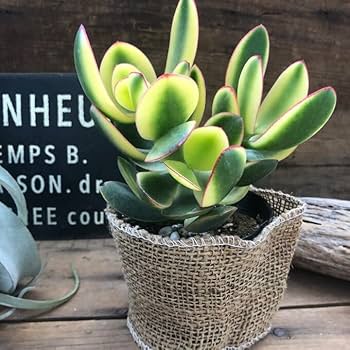 華花月(金運。縁起物✨)20年以上生育 花月（かげつ）約15〜20cm 縁起物金運アップ 金のなる木 多肉