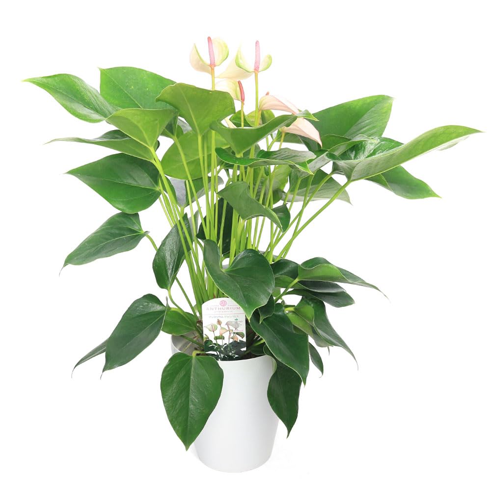 Amazon｜【charm】（観葉植物）アンスリウム ジョリパルス 6号（1鉢