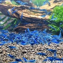 AtWell Dark Blue Shrimp 5 Animals