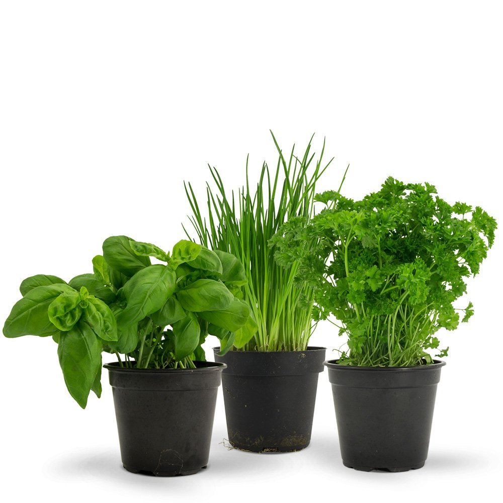 See full amazon price history chart for Seedscare India Easy to Grow Basil, Chives and Parsley Major 3 Herbs Seeds Pack Seedscare India Easy to Grow Basil, Chives and Parsley Major 3 Herbs Seeds Pack (B071Z8LL5Q) Amazon Price History, Amazon Price Tracker