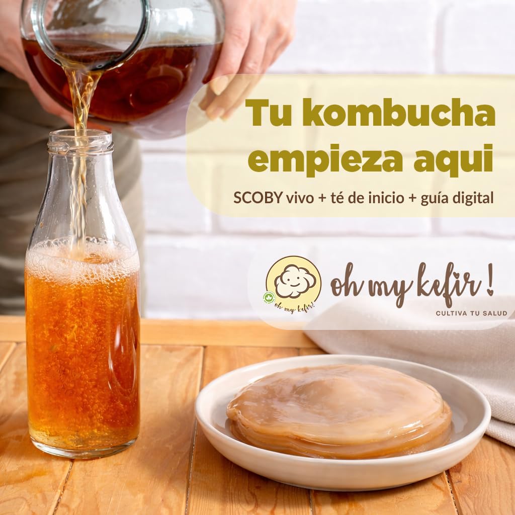 Pack 2X Disco SCOBY Kombucha Fresco + Instrucciones + Recetas + Ayuda y Asesoramiento en español - OH MY KÉFIR