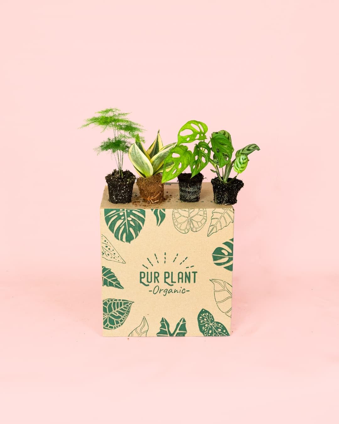 Pack 4x Mini Plantas Poca Luz | Plantas Interior | Pur Plant