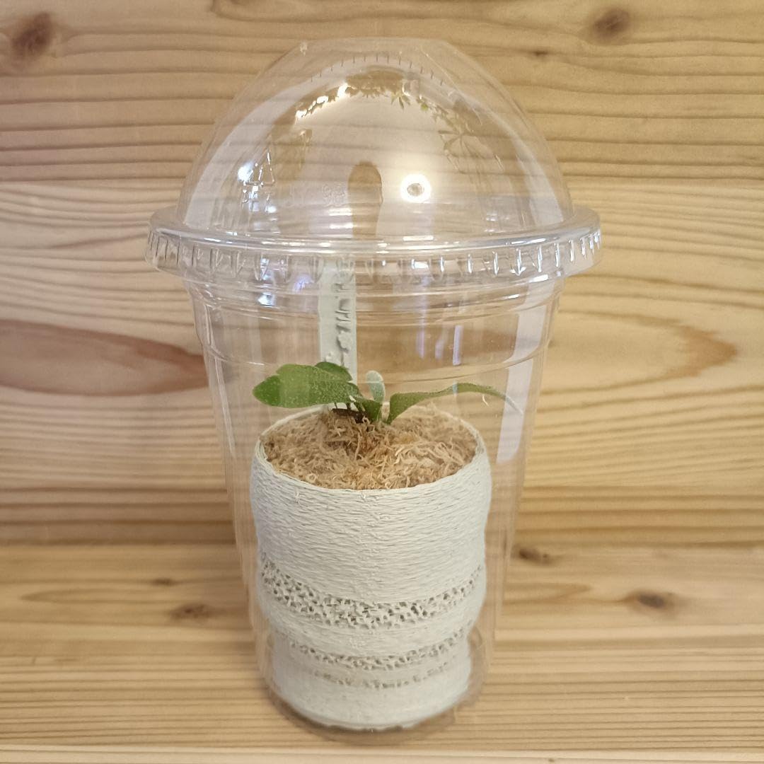 CORONA SX-E631WY 自然通気形開放式石油ストーブ SXシリーズ