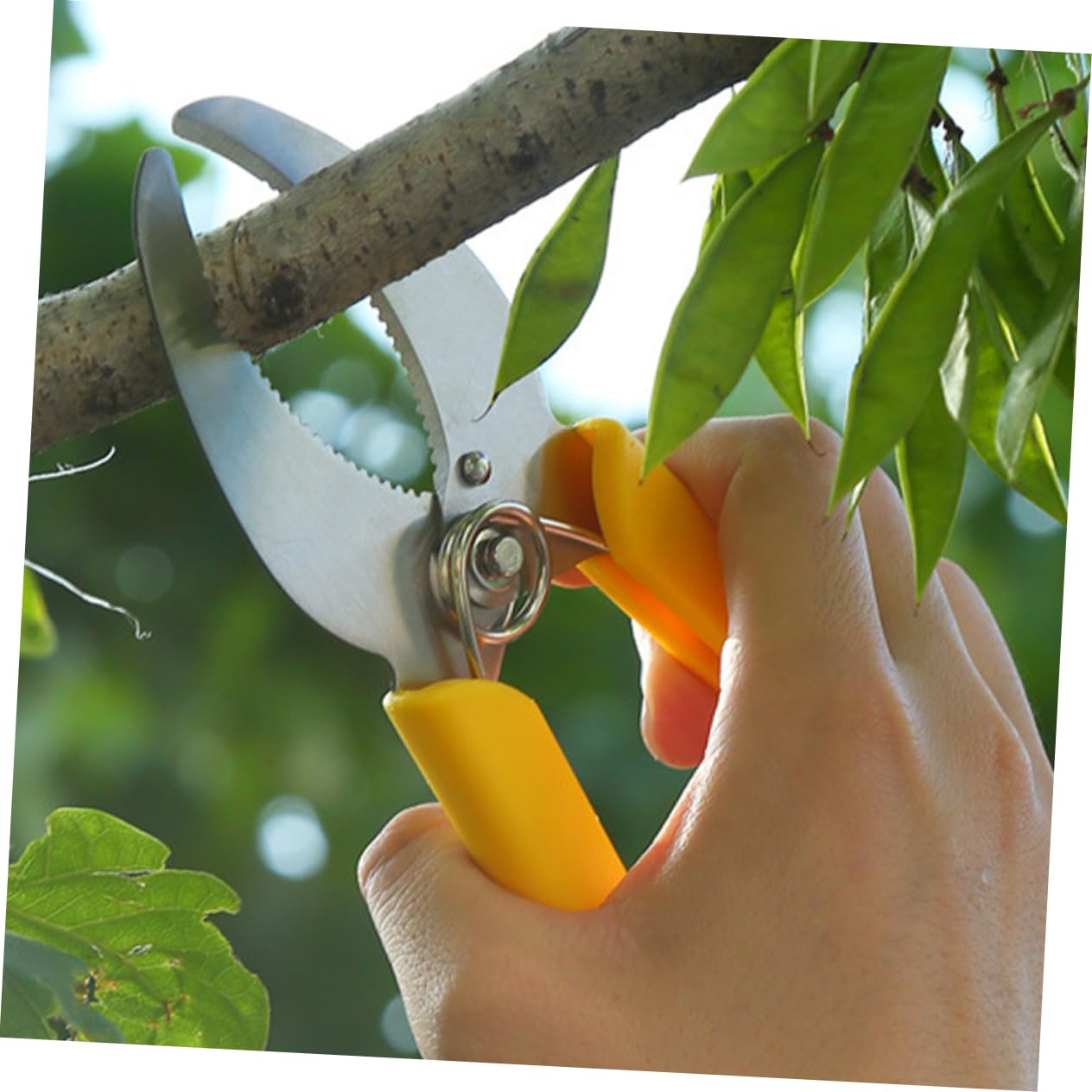 TOYANDONA 2 Set Cesoie Da Cintura Cingendo Strumento Per Togliere La Corteccia Attrezzo Manuale Per Cingere Alberi Da Frutto Potatori Manuali Da Giardino Plastica 2 Pezzi*2