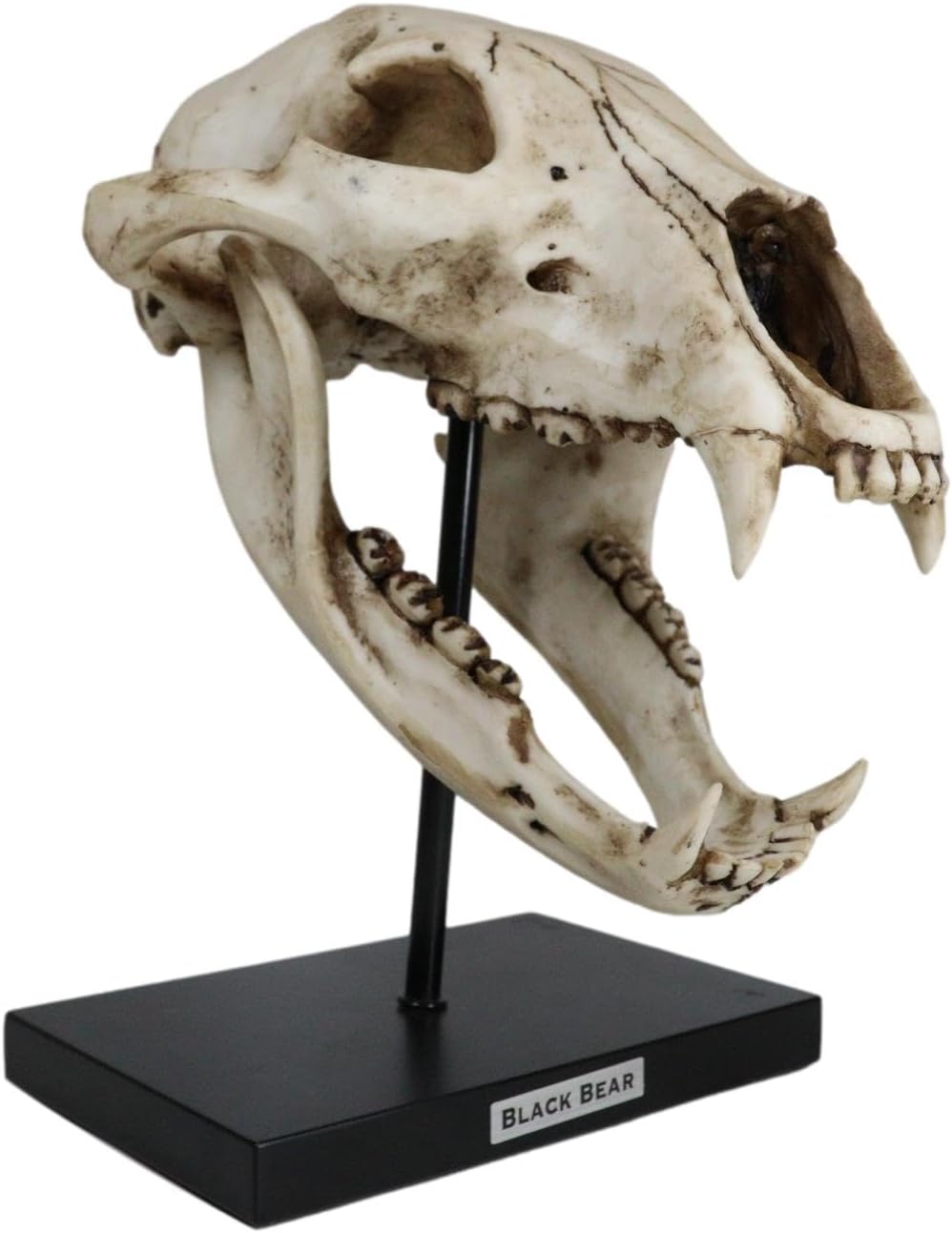 Ebros Faux Taxidermy Replica Fossil Style Black Bear Skull Baring Jaws and Teeth Statue On Museum Gallery Pole Mount and Brass Name Plate 11.25" Tall Rustic Decorative Model Skulls Bears Figurine