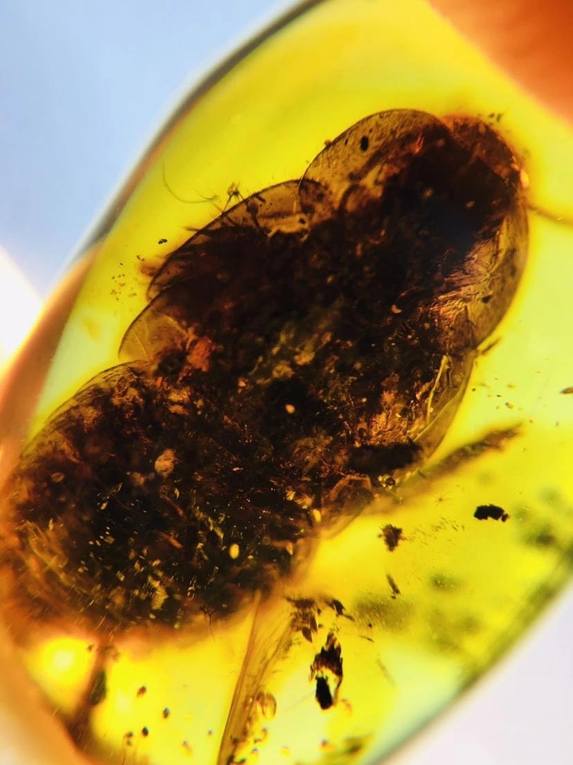 Burmese burmite Cretaceous Big Cockroach Insect Fossil Amber Myanmar