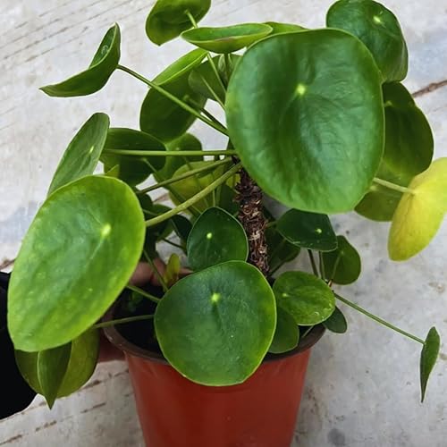 Miniatura 5 de Planta de dinero chino para cultivar, adornos de jardín perenne fácil de cultivar