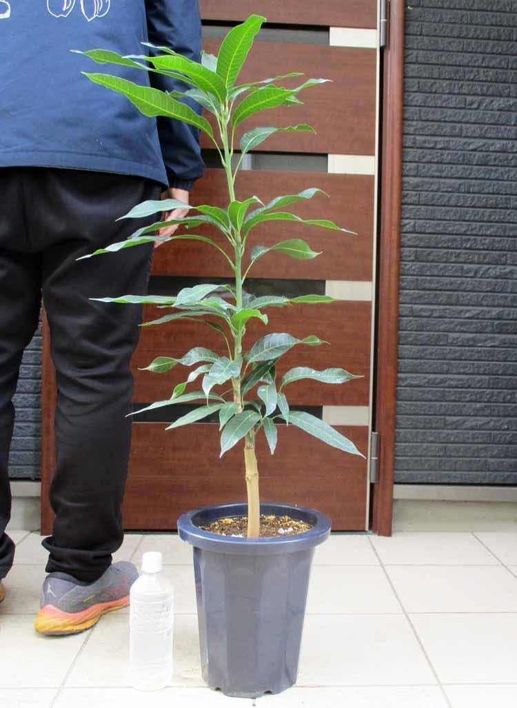 金蜜（キンミツ）マンゴー 苗木マンゴー苗 マンゴーの木 8号 D9番