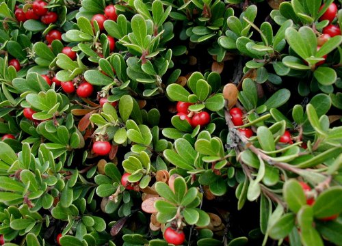 Echte Bärentraube Arctostaphylos uva-ursi Pflanze 15-20cm...