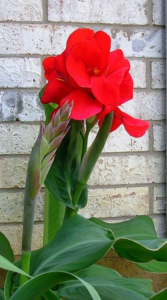 Rare Canna Lily Perennial Bulbs UK, Fragrant Flowers, Suitable for Garden Plants, Landscape Design, Indoor and Outdoor Potted Plants-2 Rhizome-I