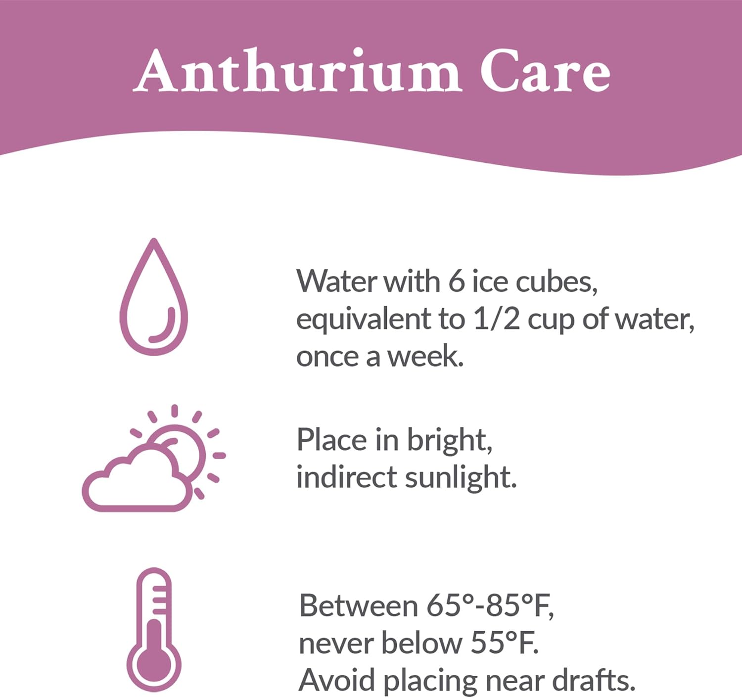 Green Circle Growers 5" White Anthurium in 5" Hollywood-Pink Pot, Live Indoor Plants, House Plant