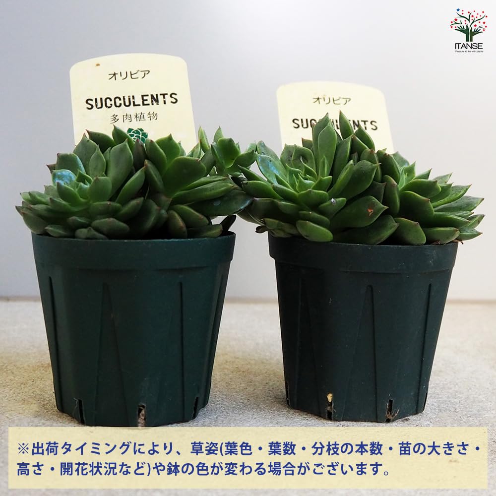 Amazon｜ITANSE 多肉植物 オリビア 2.5号 1個売り【品種で選べる