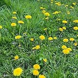 Con el cuidado adecuado, tu bonsái lucirá fantástico durante muchos años.