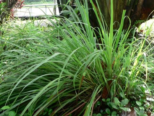 Lemongrass Lemon Grass Herb Vegetable Ornamental Cymbopogon Flexuosus Seeds #TOP1