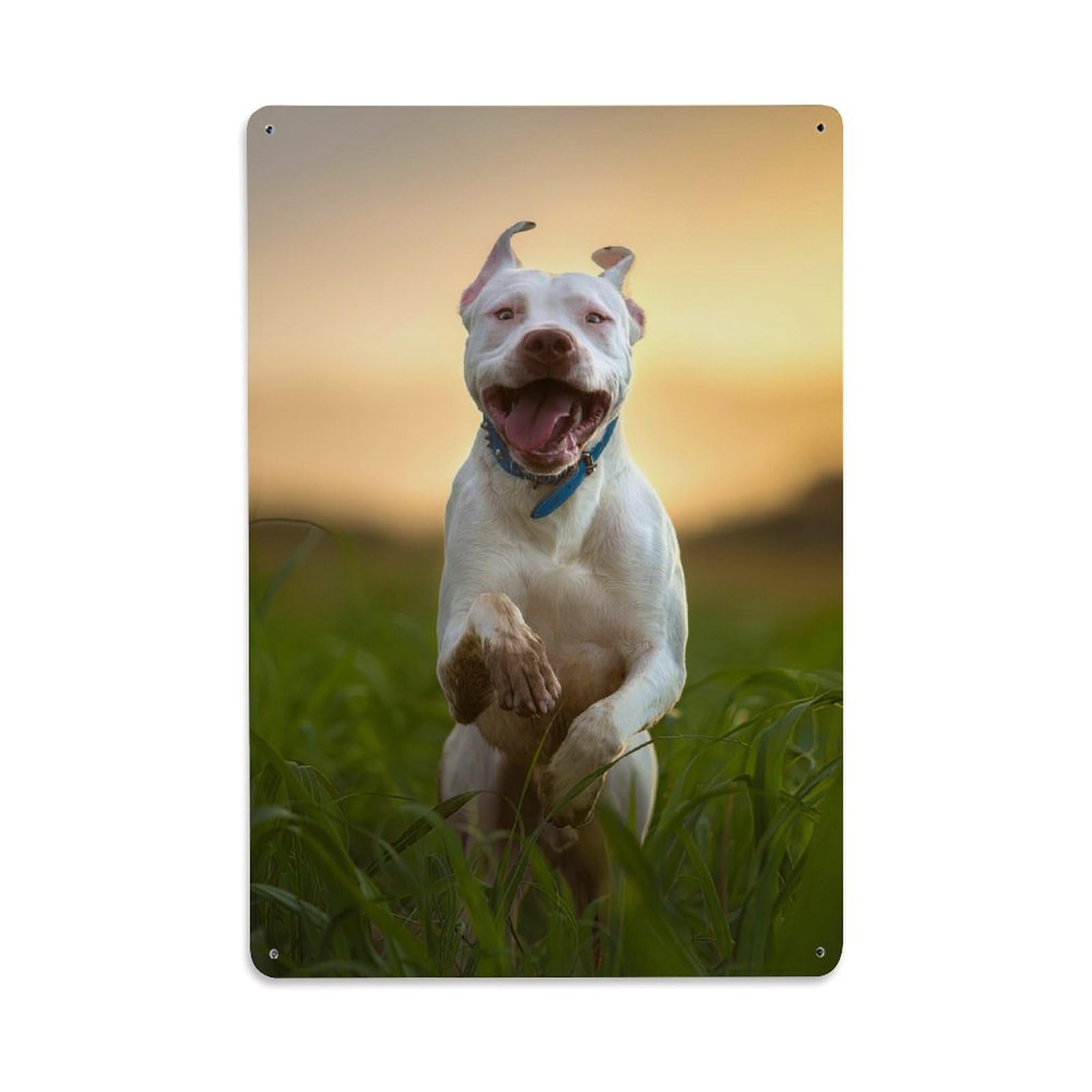 Pit Bull Terrier Animal Wildlife White American Aesthetic Metal Tin Sign Plaque Wall Decor for Cafe, Man Cave, Club Bar, Office, Home Garden Round Metal Poster 8x12Inch