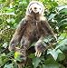 Realistic Stuffed Sloth - 16" Sloth Stuffed Toy Animal