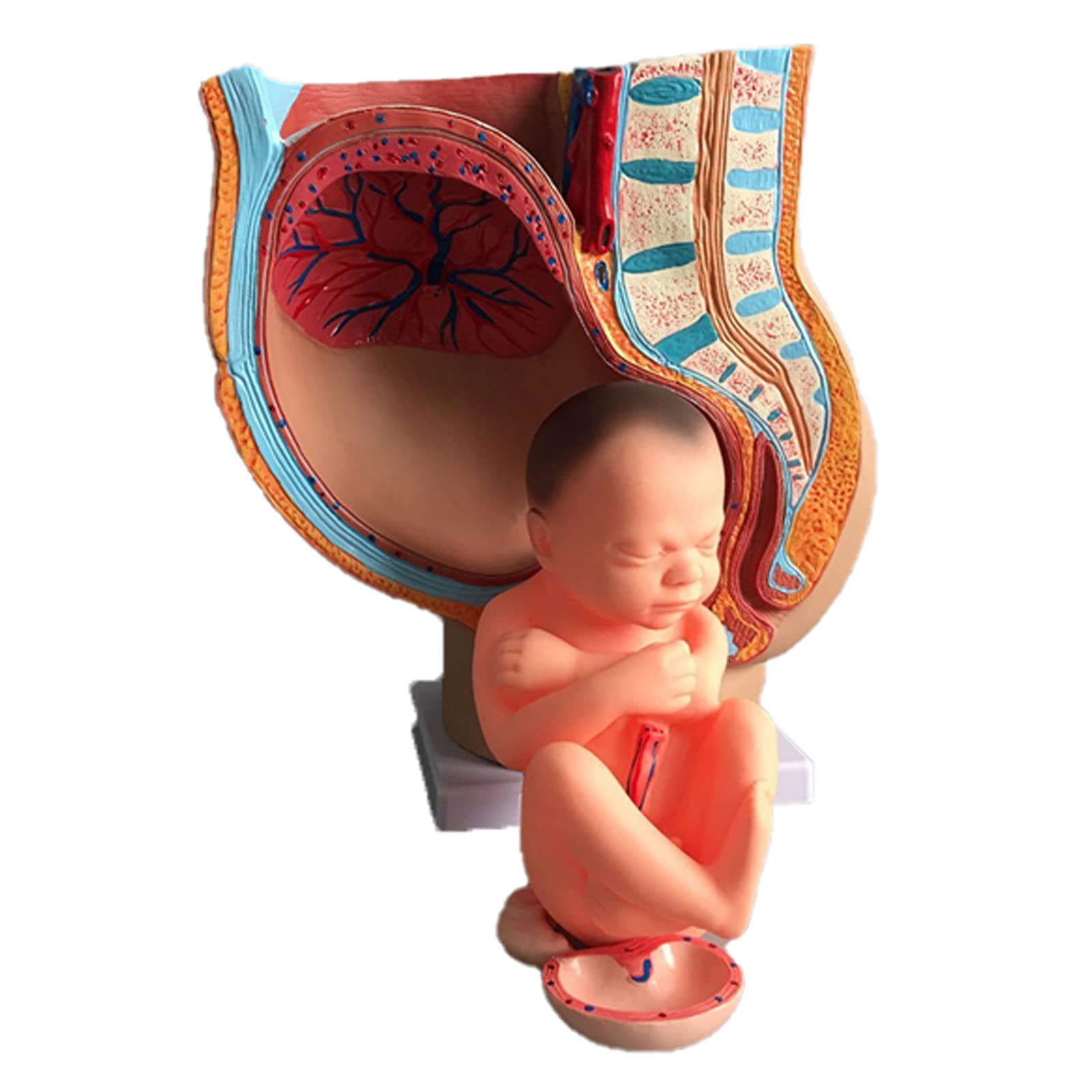 Amazon.co.jp: 女性矢状器官解剖模型（4パーツ） 妊娠9ヶ月の骨盤妊娠