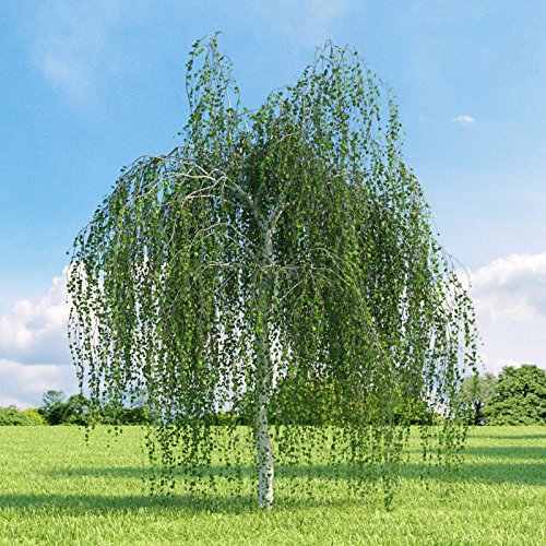 Betula Pendula | European White Silver Warty Birch | 50_Seeds #TOP1