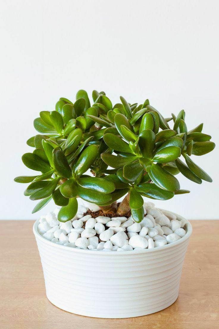 Cloud Farm Crassula Ovata Succulent (Lucky Vastu Plant) live plant (Original Plant), Pack of 1 CF_13 (B0CS98KVGW) Amazon Price History, Amazon Price Tracker