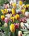 Rembrandt Tulip Mixture- 30 Perennial Tulip Bulbs