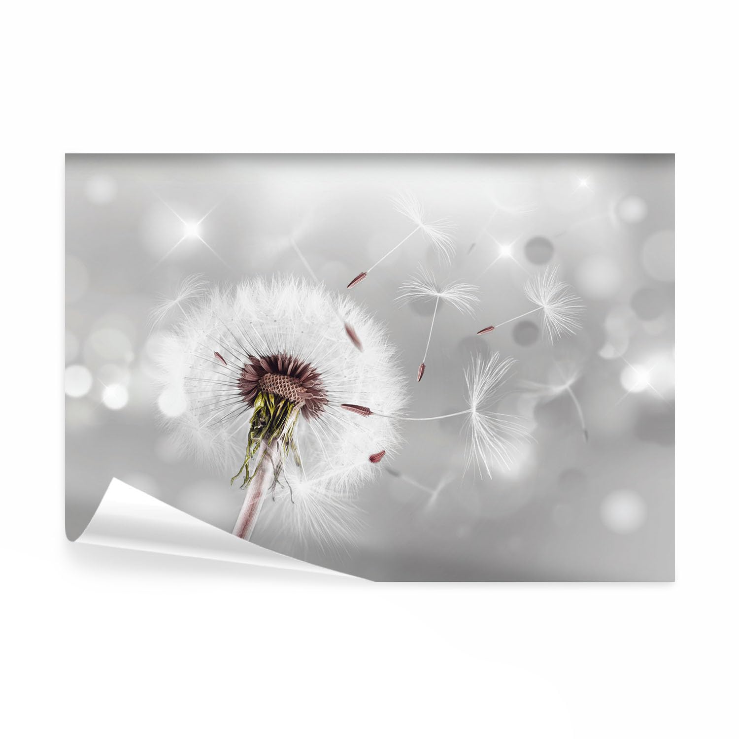 decomonkey Premium Fototapete Pusteblume Natur, 350x256 cm, XL, Blumen | Abstrakt, Vlies, Schlafzimmer, Wohnzimmer, Tapete, Fototapeten, Tapeten, Vliestapete, Wandtapete, moderne, Wandbild, Wand