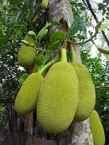 Artocarpus Heterophyllus JACKFRUIT Exotic World Largest Fruit 3 Seeds