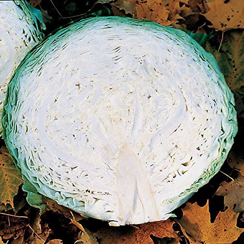 Park Seed Megaton Hybrid Cabbage Seeds, High-Yield Disease Resistant, Pack of 50