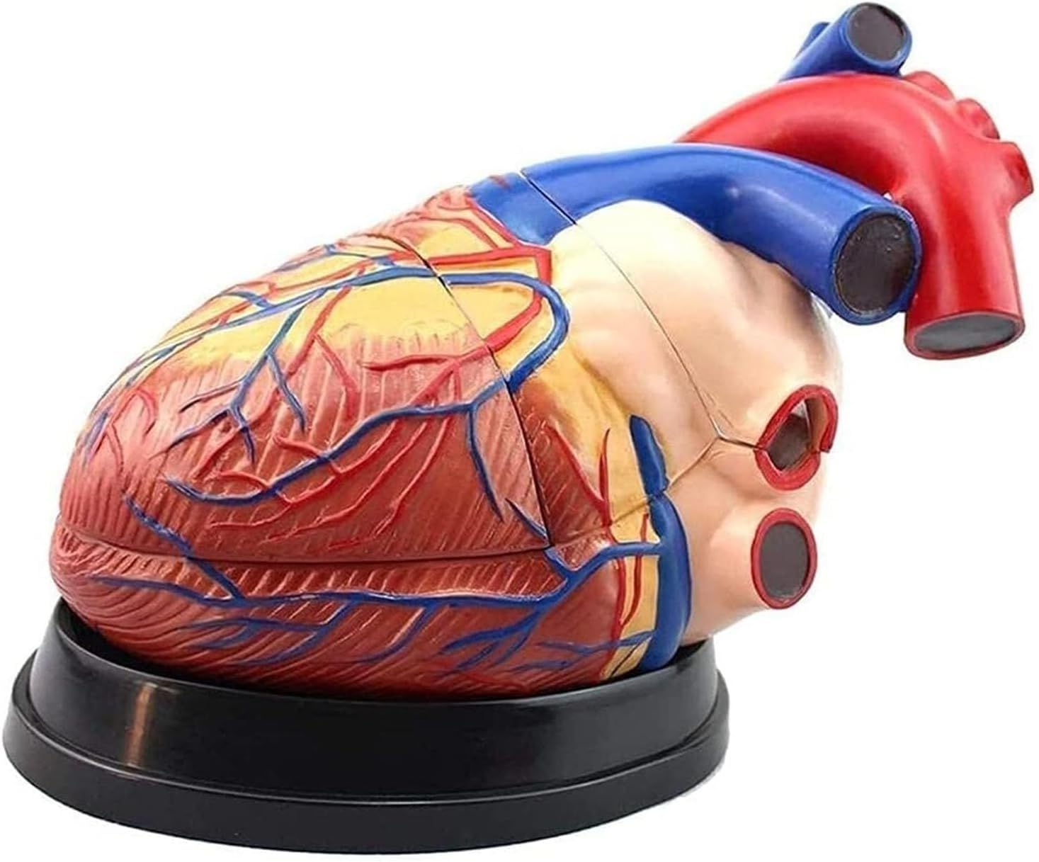 Powiększony 4-krotnie model anatomiczny serca człowieka, wyjmowany model anatomiczny serca człowieka, możliwość podziału na 3 części, dokładne odwzorowanie szczegółów, do demonstracji naukowych