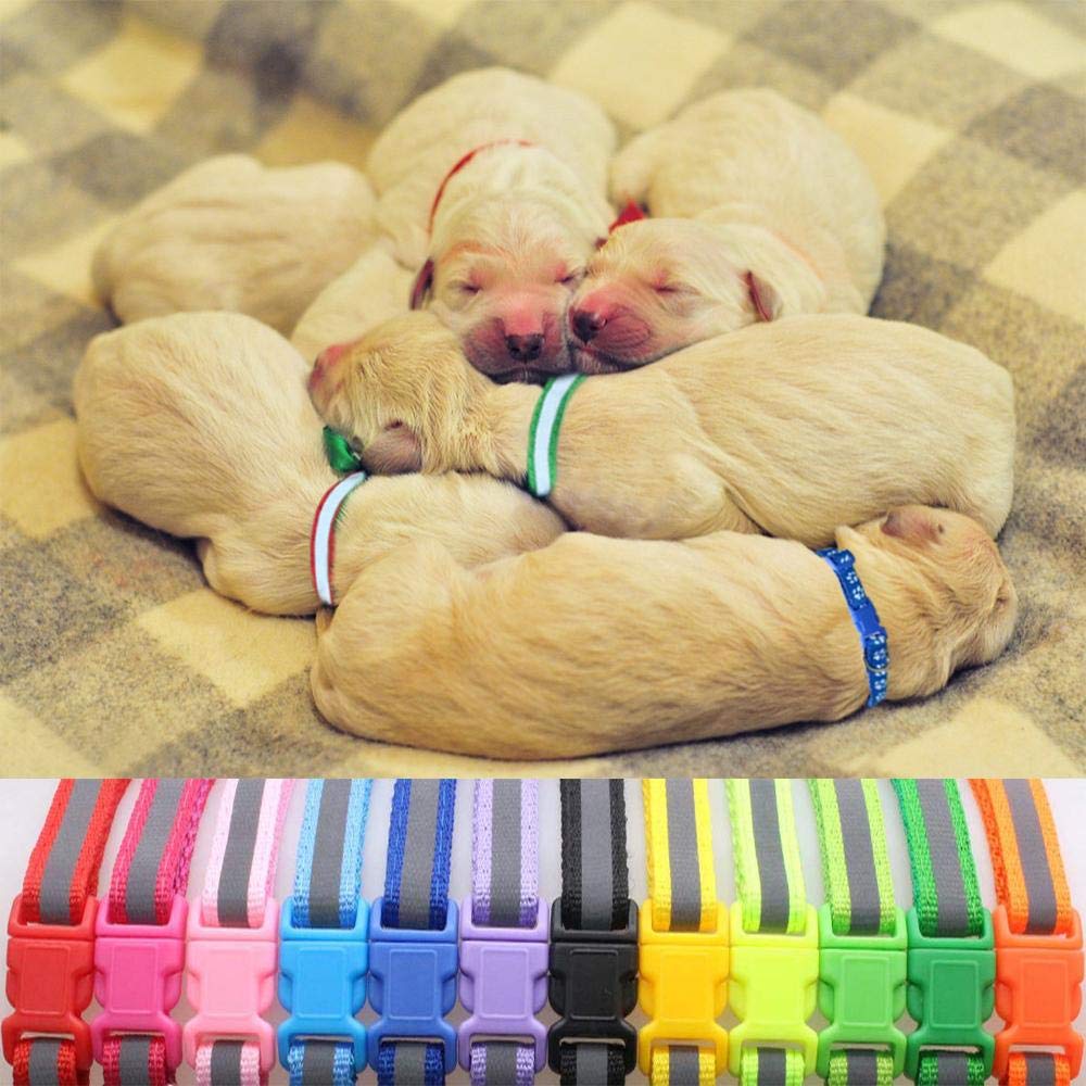 toy puppy collars